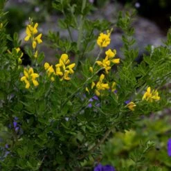 Genista 'Porlock' -Plants Shop pl2000043068 card4 lg