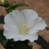 Hibiscus Syriacus 'William R. Smith'