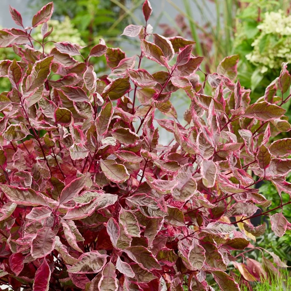 Cornus Alba Miracle ('Verpaalen2') (PBR) 1 Cornus Alba Miracle ('Verpaalen2') (PBR)