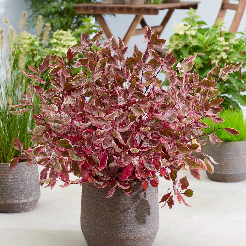 Cornus Alba Miracle ('Verpaalen2') (PBR) 2 Cornus Alba Miracle ('Verpaalen2') (PBR) - Image 2