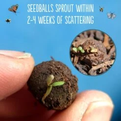 Seedballs Wildlife Collection 10 Seedballs Wildlife Collection -Plants Shop pl2000043179 card5 lg