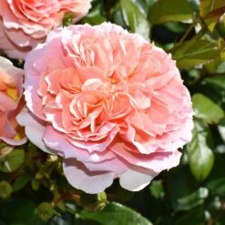 Rosa It's A Wonderful Life ('Dictwix') (PBR) -Plants Shop pl2000043181 card3 lg