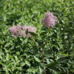 Ceanothus 'Marie-rose'