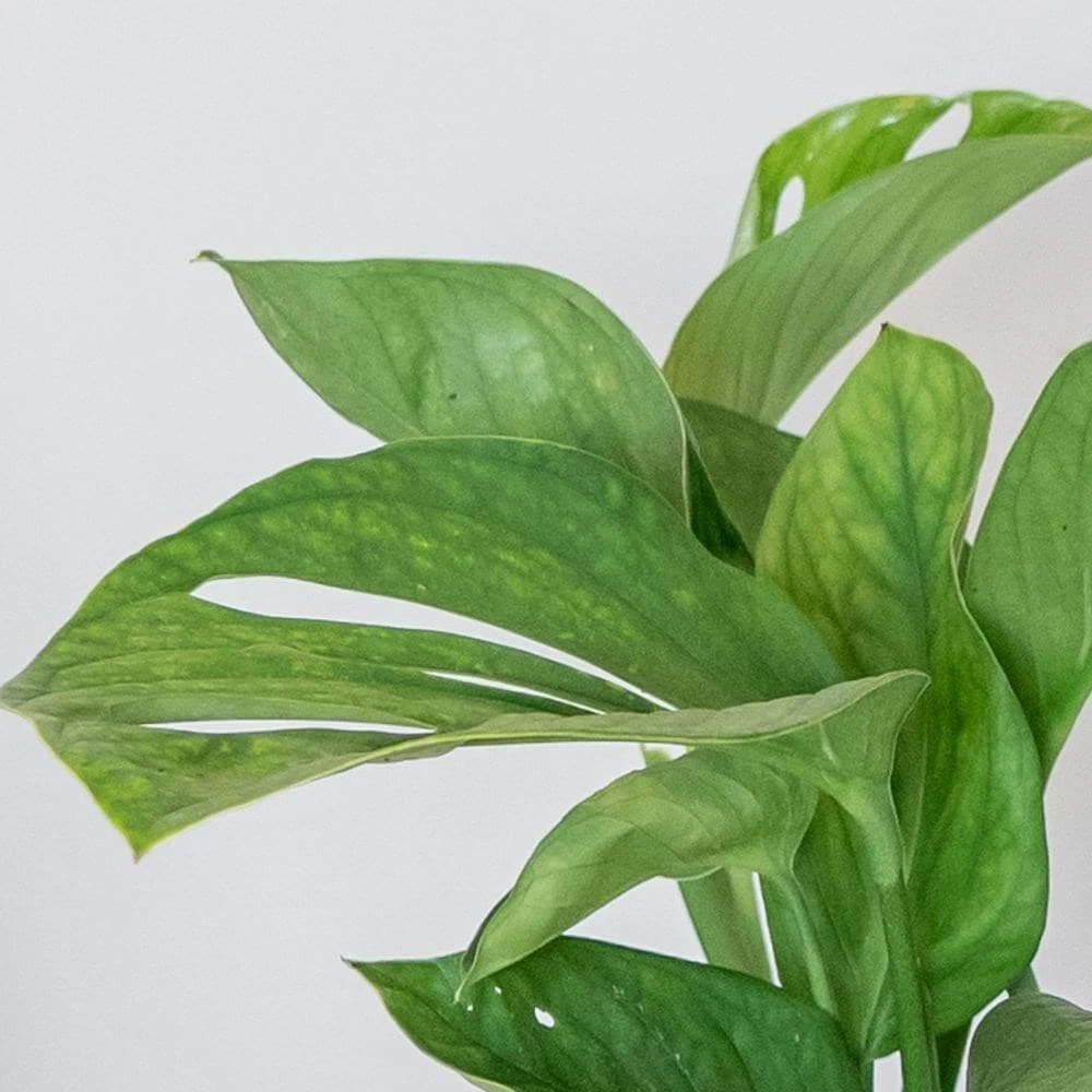 Monstera Pinnatipartita 2 Monstera Pinnatipartita - Image 2