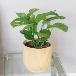 Monstera Pinnatipartita 5 Monstera Pinnatipartita -Plants Shop pl2000043220 card3 lg