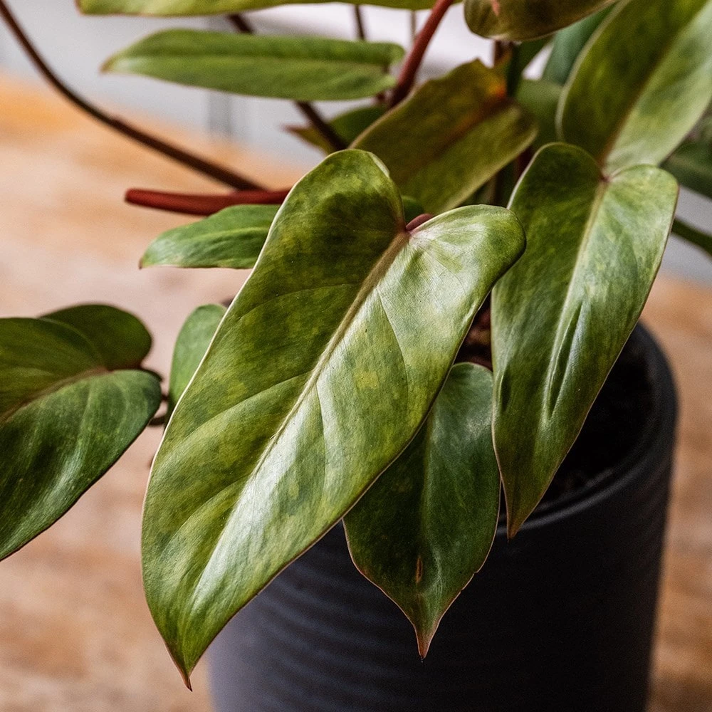 Philodendron 'Painted Lady' 2 Philodendron 'Painted Lady' - Image 2