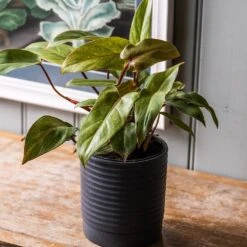 Philodendron 'Painted Lady' 5 Philodendron 'Painted Lady' -Plants Shop pl2000043224 card3 lg