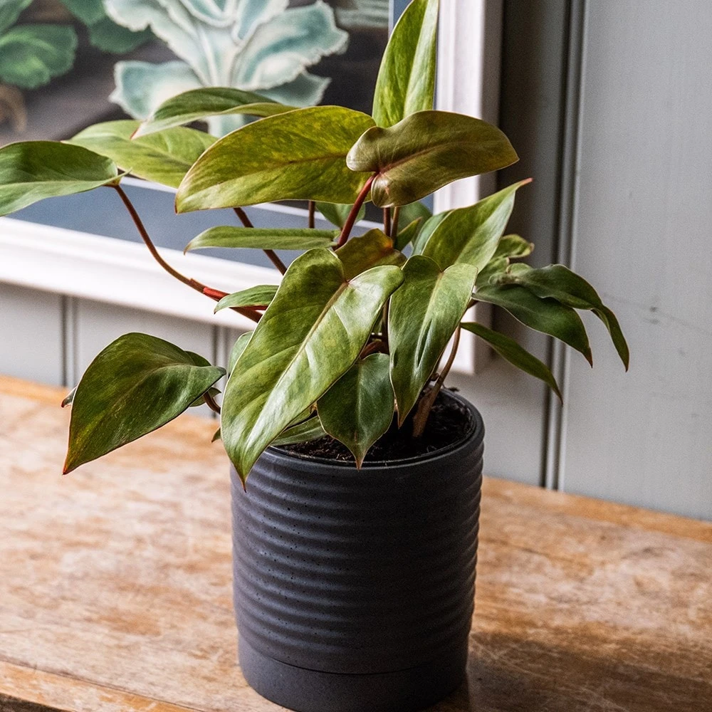 Philodendron 'Painted Lady' 3 Philodendron 'Painted Lady' - Image 3