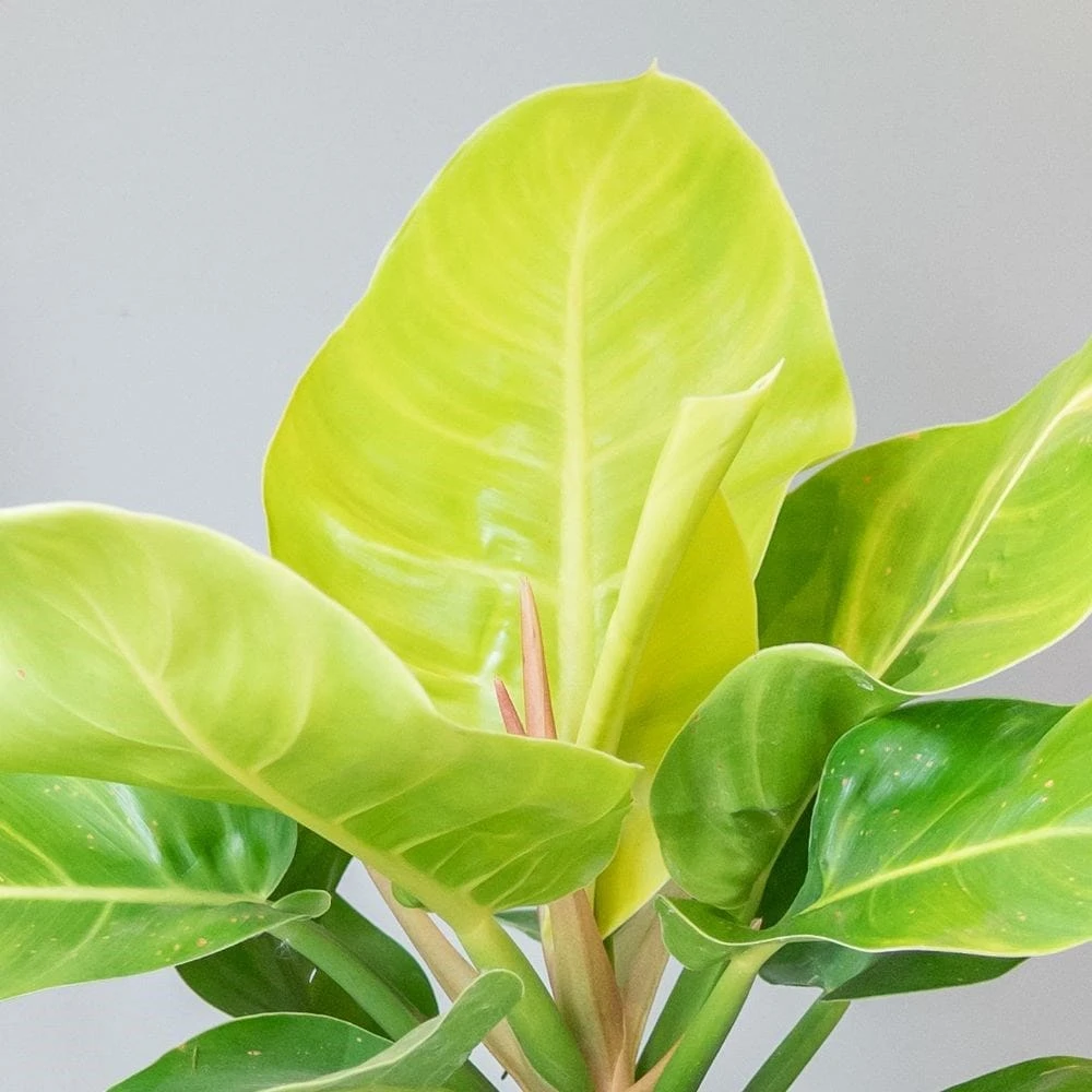 Philodendron 'Moonlight' 2 Philodendron 'Moonlight' - Image 2