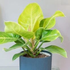 Philodendron 'Moonlight' 5 Philodendron 'Moonlight' -Plants Shop pl2000043226 card3 lg