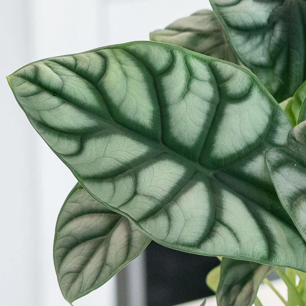 Alocasia 'Silver Dragon' 2 Alocasia 'Silver Dragon' - Image 2