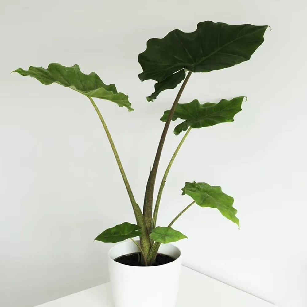 Alocasia 'Portodora' 2 Alocasia 'Portodora' - Image 2