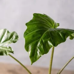 Alocasia 'Portodora' 6 Alocasia 'Portodora' -Plants Shop pl2000043238 card3 lg