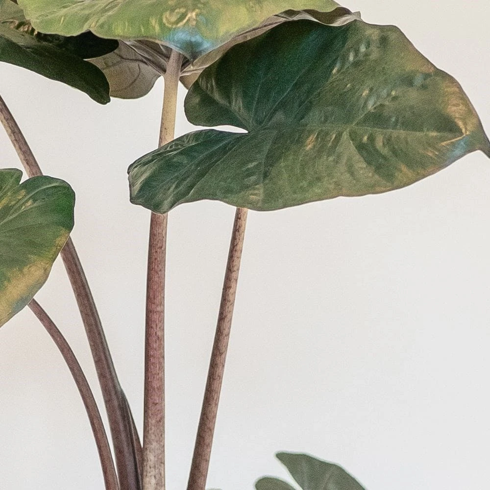 Alocasia Sarawakensis 'Yucatan Princess' 2 Alocasia Sarawakensis 'Yucatan Princess' - Image 2