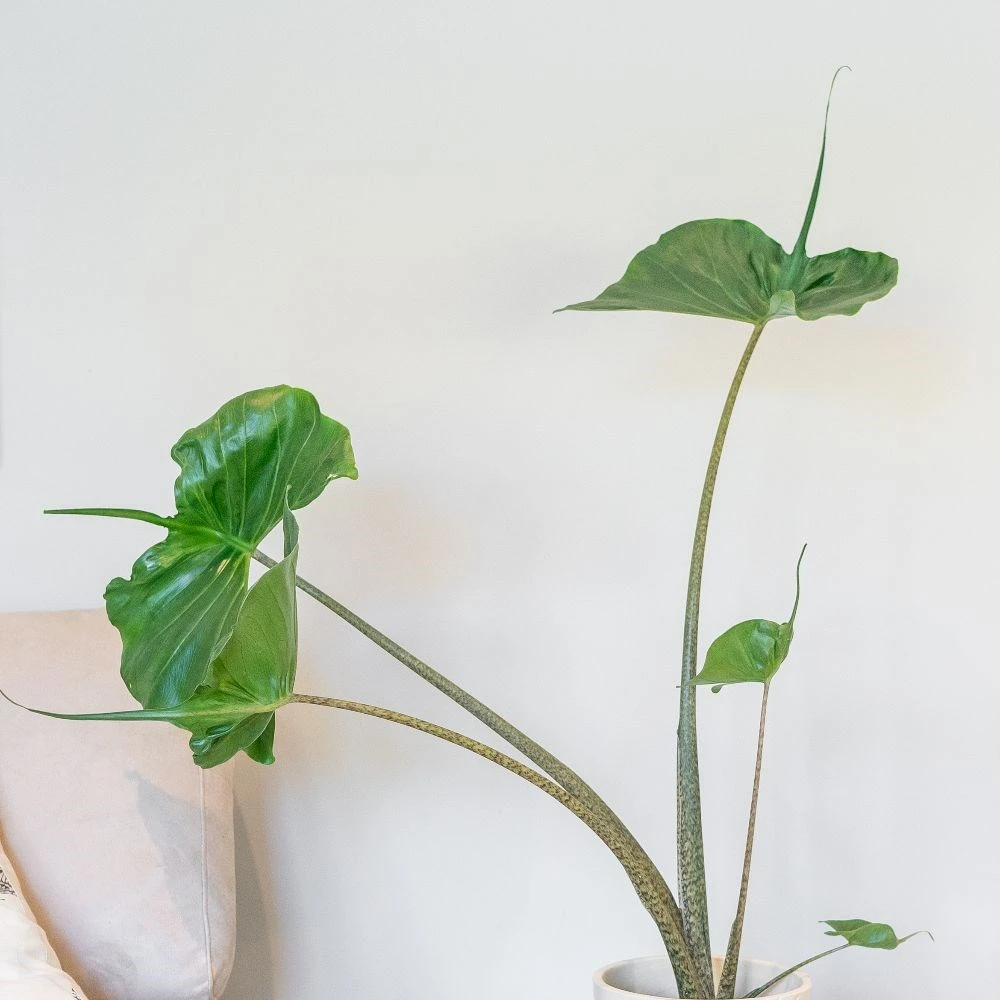 Alocasia 'Stingray' 3 Alocasia 'Stingray' - Image 3