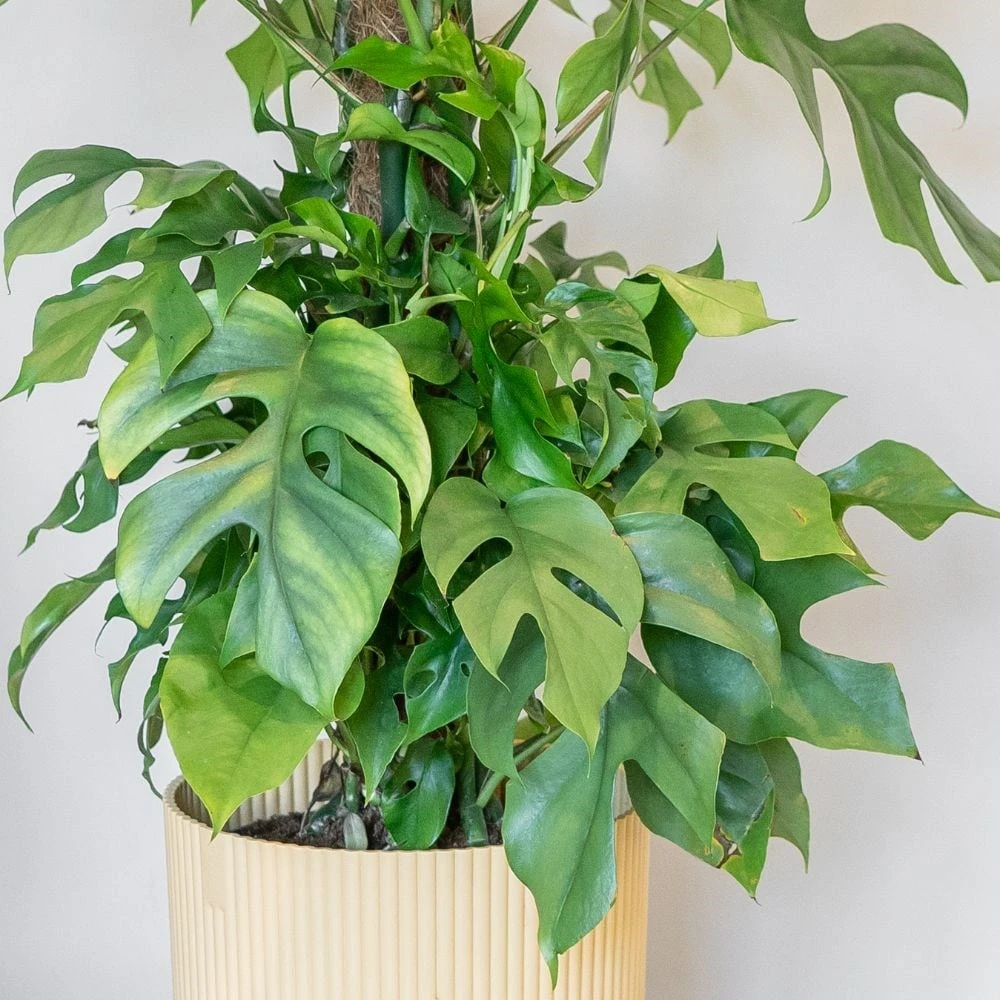 Rhaphidophora Tetrasperma 2 Rhaphidophora Tetrasperma - Image 2