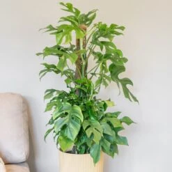 Rhaphidophora Tetrasperma 5 Rhaphidophora Tetrasperma -Plants Shop pl2000043241 card3 lg