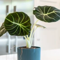 Alocasia 'Black Velvet' -Plants Shop pl2000043242 card3 lg
