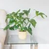 Philodendron 'Fun Bun'
