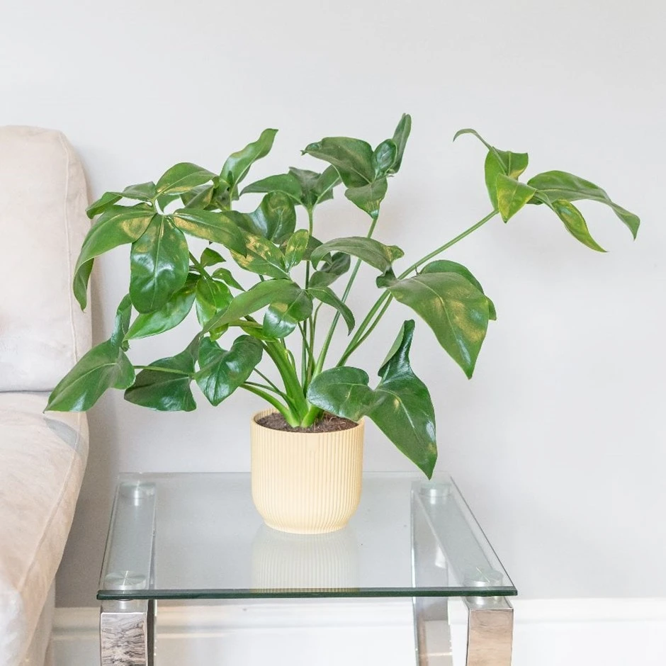Philodendron 'Fun Bun' 1 Philodendron 'Fun Bun'