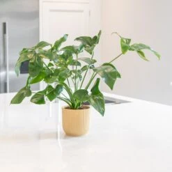 Philodendron 'Fun Bun' 5 Philodendron 'Fun Bun' -Plants Shop pl2000043243 card3 lg