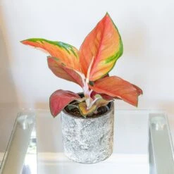 Aglaonema 'Red Star' -Plants Shop pl2000043248 card3 lg