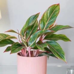 Aglaonema 'Star Light Pink' -Plants Shop pl2000043249 card3 lg