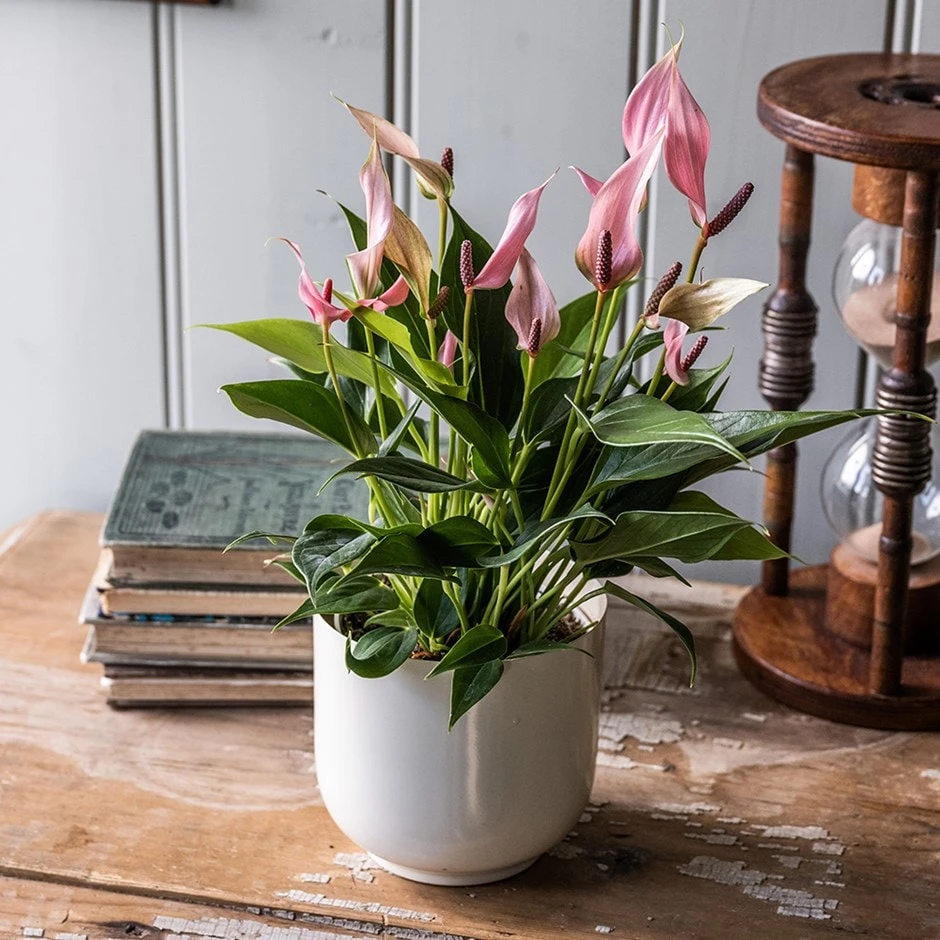Anthurium 'Champion Lilli' 1 Anthurium 'Champion Lilli'