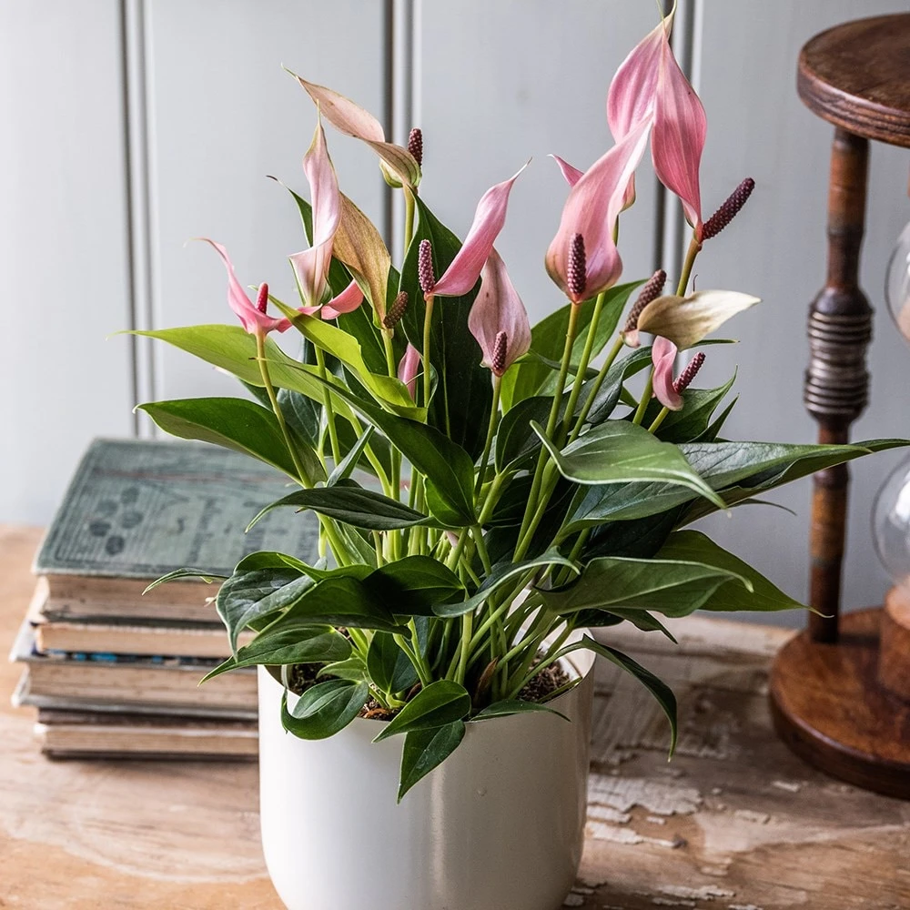 Anthurium 'Champion Lilli' 2 Anthurium 'Champion Lilli' - Image 2