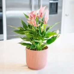 Anthurium 'Champion Lilli' 5 Anthurium 'Champion Lilli' -Plants Shop pl2000043251 card3 lg