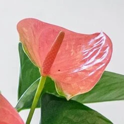 Anthurium Cherry Love Improved ('Ryn2007042') (PBR) 5 Anthurium Cherry Love Improved ('Ryn2007042') (PBR) -Plants Shop pl2000043253 card3 lg