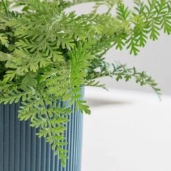 Asplenium 'Parvati' 9 Asplenium 'Parvati' -Plants Shop pl2000043255 card5 lg