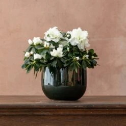 Azalea Flandresse 'White' -Plants Shop pl2000043256 card3 lg