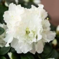Azalea Flandresse 'White' -Plants Shop pl2000043256 card5 lg