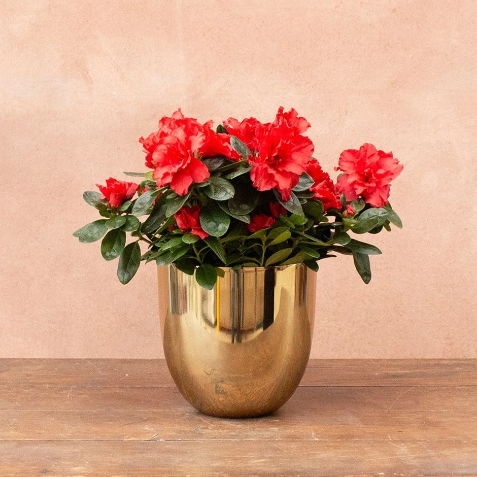 Azalea Flandresse 'Red' 1 Azalea Flandresse 'Red'