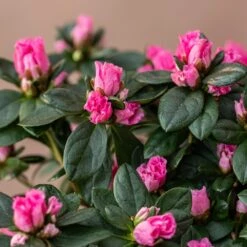 Azalea Flandresse 'Pink' -Plants Shop pl2000043258 card3 lg