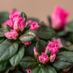 Azalea Flandresse 'Pink' -Plants Shop pl2000043258 card4 lg