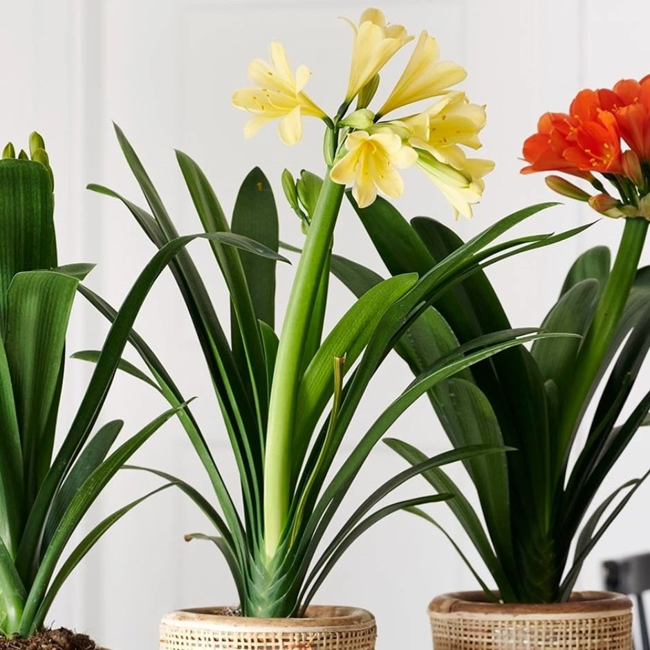 Clivia Miniata Var. Citrina 1 Clivia Miniata Var. Citrina