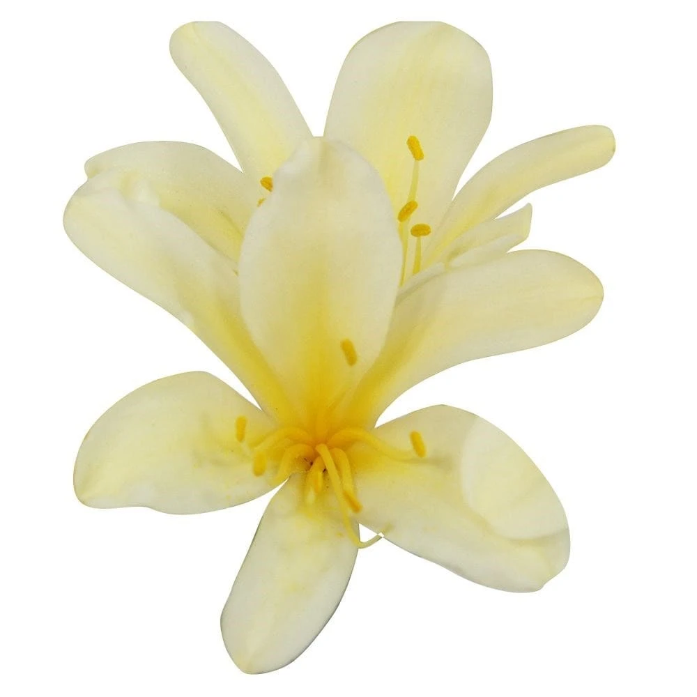 Clivia Miniata Var. Citrina 2 Clivia Miniata Var. Citrina - Image 2