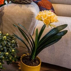 Clivia Miniata Var. Citrina 7 Clivia Miniata Var. Citrina -Plants Shop pl2000043261 card3 lg