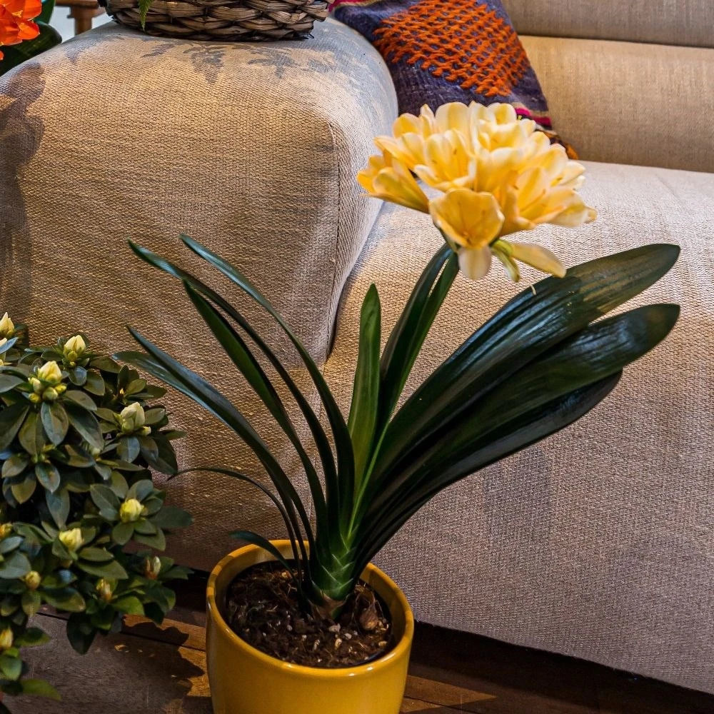 Clivia Miniata Var. Citrina 3 Clivia Miniata Var. Citrina - Image 3