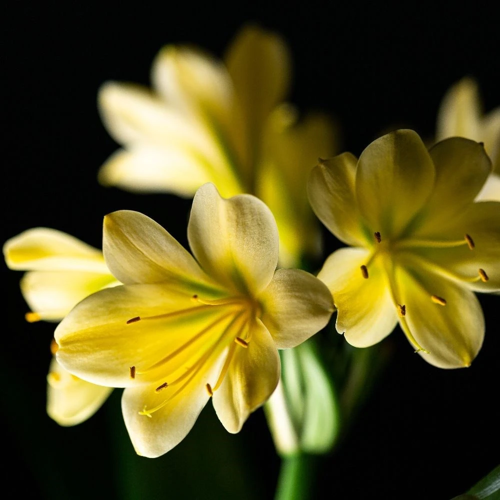 Clivia Miniata Var. Citrina 4 Clivia Miniata Var. Citrina - Image 4