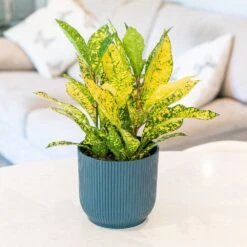 Codiaeum Variegatum Var. Pictum 'Gold Sun' 5 Codiaeum Variegatum Var. Pictum 'Gold Sun' -Plants Shop pl2000043265 card3 lg