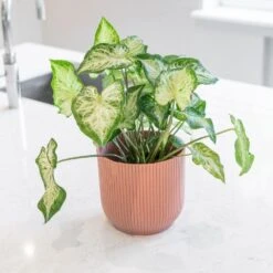 Caladium 'White Delight' -Plants Shop pl2000043272 card3 lg