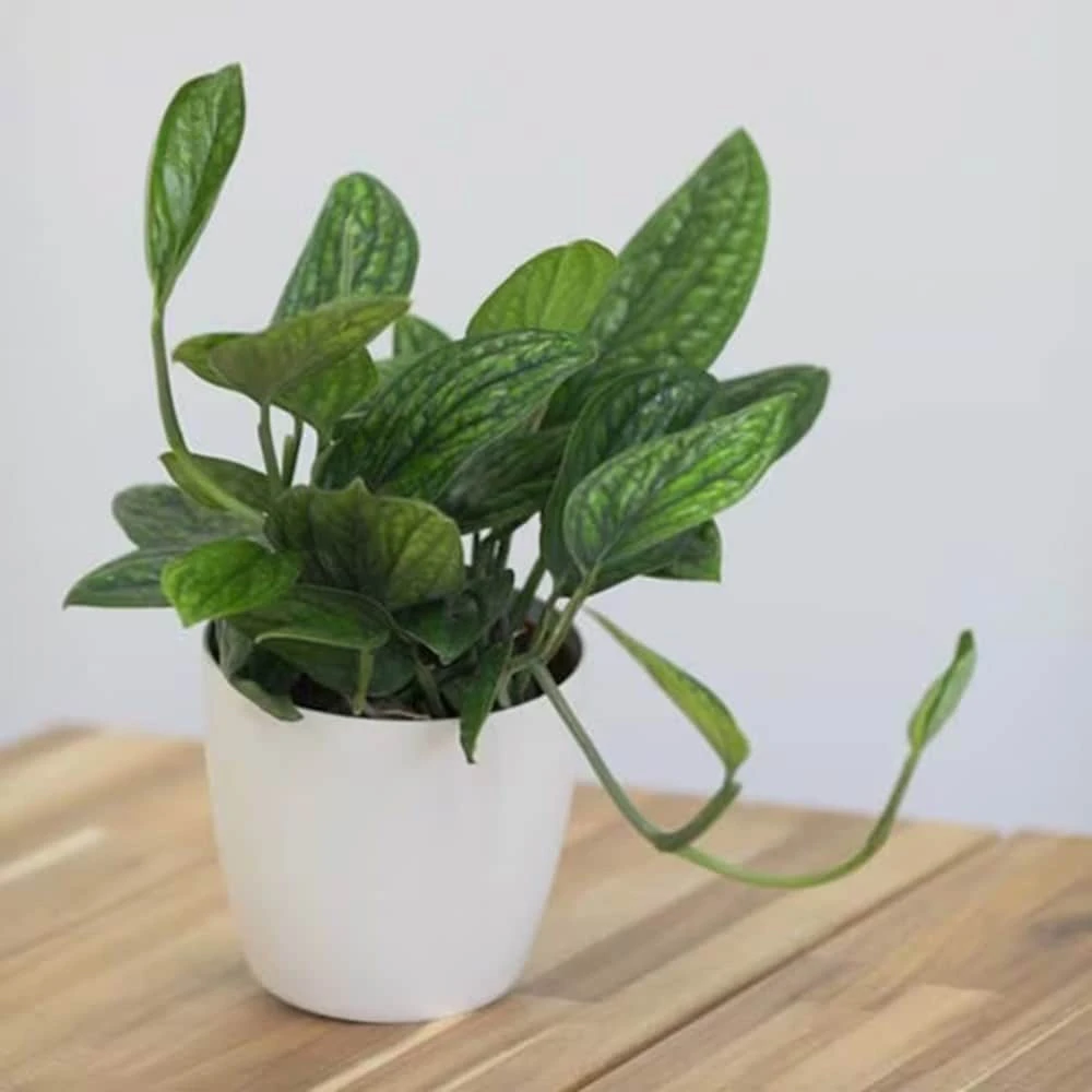 Epipremnum Pinnatum Marble Planet ('PPIEPI003') (PBR) 2 Epipremnum Pinnatum Marble Planet ('PPIEPI003') (PBR) - Image 2