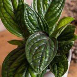 Epipremnum Pinnatum Marble Planet ('PPIEPI003') (PBR) 7 Epipremnum Pinnatum Marble Planet ('PPIEPI003') (PBR) -Plants Shop pl2000043275 card3 lg