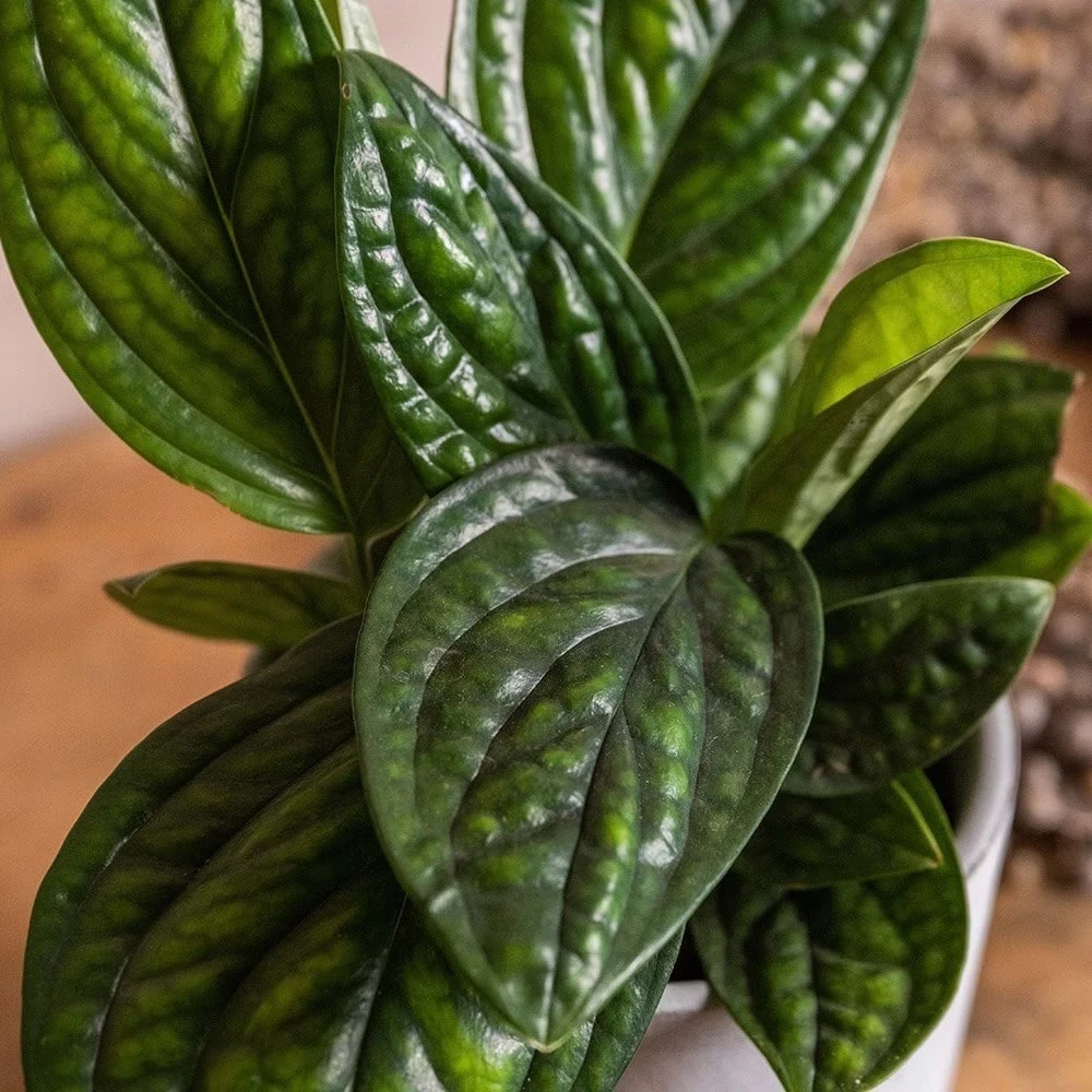 Epipremnum Pinnatum Marble Planet ('PPIEPI003') (PBR) 3 Epipremnum Pinnatum Marble Planet ('PPIEPI003') (PBR) - Image 3