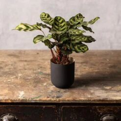 Goeppertia Makoyana -Plants Shop pl2000043282 card3 lg