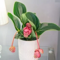 Medinilla Magnifica 'Lambada' 5 Medinilla Magnifica 'Lambada' -Plants Shop pl2000043285 card3 lg