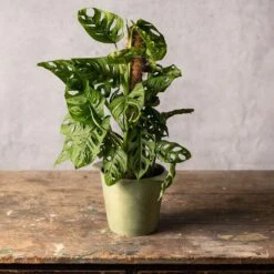 Monstera 'Monkey Leaf' -Plants Shop pl2000043286 card3 lg